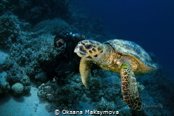 Hawksbill sea turtle (Eretmochelys imbricata) by Oksana Maksymova 